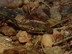 Psammophis trigrammus