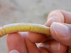 Psammophis trigrammus