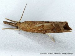 Neodactria luteolellus