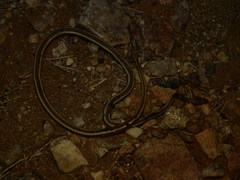 Psammophis trigrammus