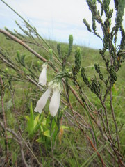 Erica pectinifolia