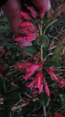 Plutarchia guascensis