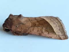 Hydraecia micacea