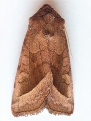 Hydraecia micacea
