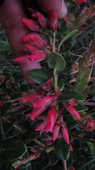 Plutarchia guascensis