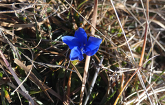 Gentianeae