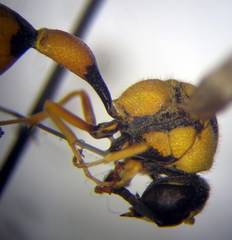 Eumenes tripunctatus