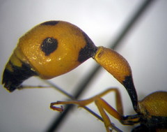 Eumenes tripunctatus