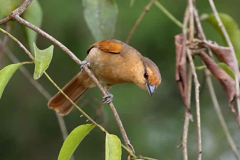Brown Tanager photo