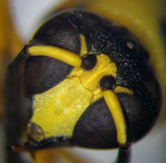 Eumenes tripunctatus