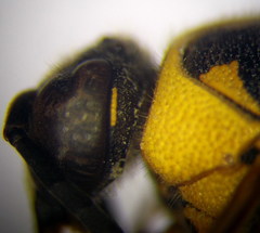 Eumenes tripunctatus