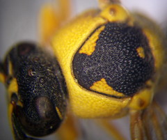 Eumenes tripunctatus