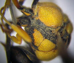 Eumenes tripunctatus