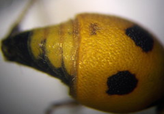 Eumenes tripunctatus