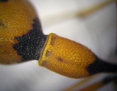 Eumenes tripunctatus