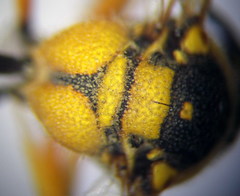 Eumenes tripunctatus