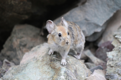 Large-eared Pika (Ochotona macrotis) — Least Concern Mammalia