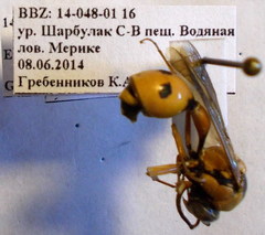 Eumenes tripunctatus