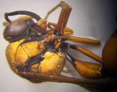 Eumenes tripunctatus