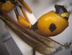 Eumenes tripunctatus