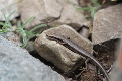 Ablepharus ladacensis