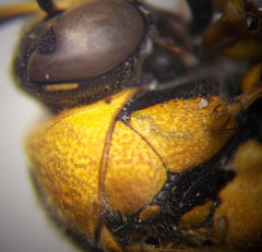 Eumenes tripunctatus