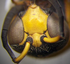 Eumenes tripunctatus