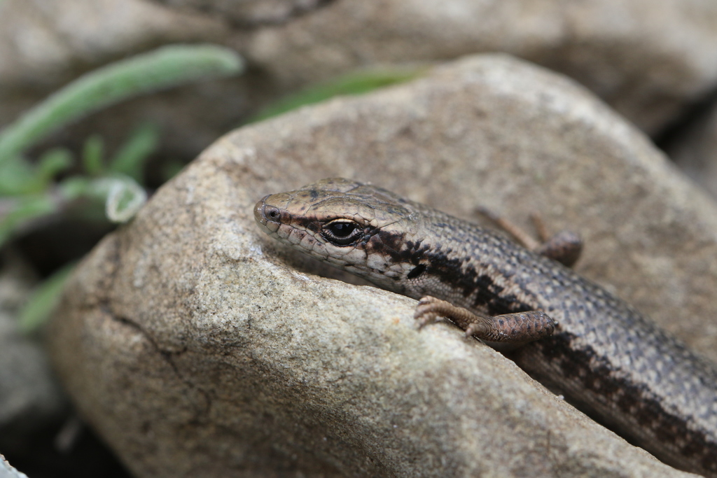 Ladak Ground Skink