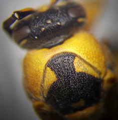 Eumenes tripunctatus