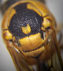 Eumenes tripunctatus