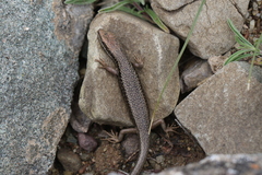 Ablepharus ladacensis