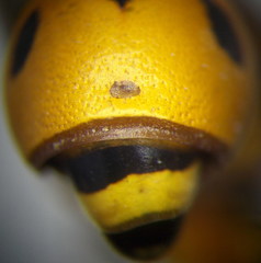 Eumenes tripunctatus