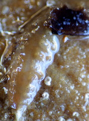 Lepidonotus cristatus