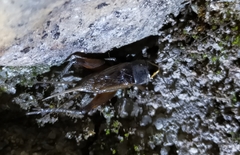 Teleogryllus occipitalis