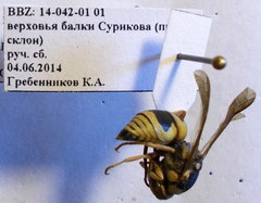 Euodynerus fastidiosus