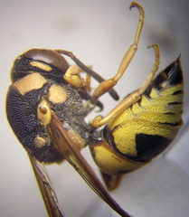 Euodynerus fastidiosus