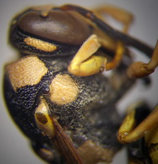 Euodynerus fastidiosus