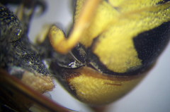 Euodynerus fastidiosus