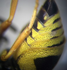 Euodynerus fastidiosus