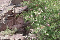 Rosa webbiana