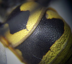 Euodynerus fastidiosus