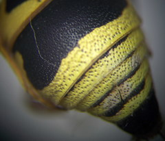 Euodynerus fastidiosus