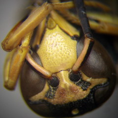 Euodynerus fastidiosus