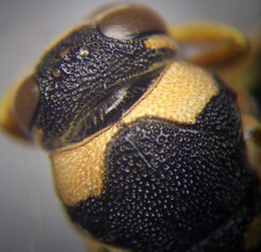 Euodynerus fastidiosus