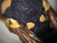 Euodynerus fastidiosus