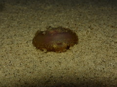 Ogcocephalidae