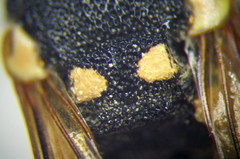 Euodynerus fastidiosus