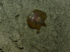 Ogcocephalidae