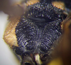 Euodynerus fastidiosus