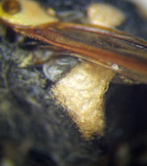 Euodynerus fastidiosus